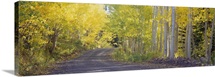Fall road Telluride CO