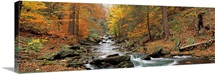 Fall Trees Kitchen Creek PA