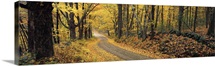 Fall woods Monadnock NH