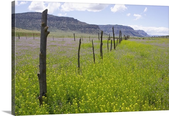 Fence Row And Blooming Wildflowers
