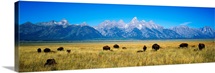 Field of Bison with mountains in background, Grand Teton National Park, Wyoming