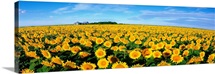 Field of Sunflowers Kansas