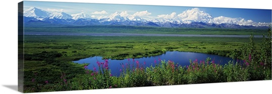 Fireweed flowers (Epilobium latifolium) in bloom by lake, distant Mount McKinley and Alaska Range in clouds, Denali National Park, Alaska