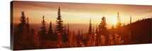 Firweed Whitefish MT
