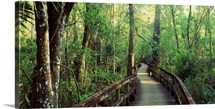 Florida, Fakahatchee Strand State Preserve, Boardwalk at Big Cypress Bend