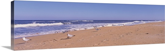 Florida, Seagulls on the beach