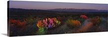 Flowers in a field, Big Bend National Park, Texas