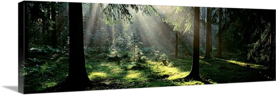 Forest Uppland Sweden 