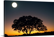 Full Moon Over Silhouetted Tree