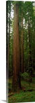 Giant Redwood Trees Ave of the Giants Redwood National Park Northern CA