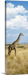 Giraffe Maasai Mara Kenya