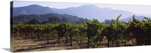 Grape vines in a vineyard, Napa Valley, Napa County, California
