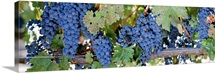 Grapes Napa Valley CA