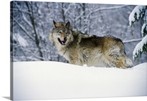 Gray wolf in snow, Montana