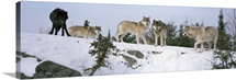 Gray wolves (Canis lupus) in a forest, Massey, Ontario, Canada