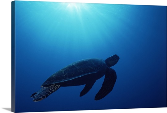 Green sea turtle (Chelonia mydas) silhouetted underwater, Banda Sea, Island of Borneo, Malaysia