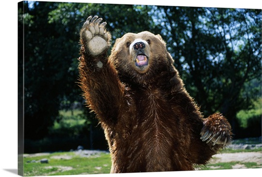 grizzly-bear-on-hind-legs,100054.jpg