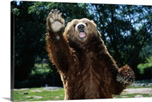 Grizzly Bear On Hind Legs