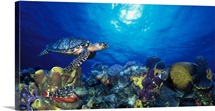 Hawksbill turtle (Eretmochelys Imbricata) and French angelfish (Pomacanthus paru) with Stoplight Parrotfish (Sparisoma viride)