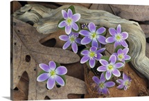 Hepatica flowers growing through fallen leaves, close up, Michigan