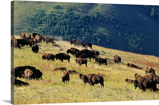 Herd Of Bison (Bison Bison) In Mountain Meadow
