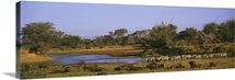 Herd of Zebra (Equus grevyi) and African Buffalo (Syncerus caffer) in a field, Uaso Nyrio River, Samburu, Kenya