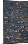 Herd of zebras grazing in a field, Masai Mara National Reserve, Kenya (Equus burchelli chapmani)