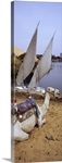 High angle view of a camel resting on sand by the river, Nile River, Aswan, Egypt