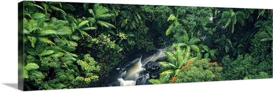 High angle view of a waterfall in a rainforest, Hamakua Coast, Hawaii