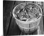 High angle view of crabs in a basket, Maryland