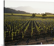 High angle view of vineyards, Napa Valley, Mayacamas Range, California