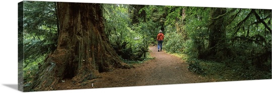 Hiker walking in a forest, Redwood Forest, California