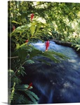 Hot spring flowing through forest, Tabacon, Costa Rica
