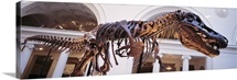 Illinois, Chicago, Stanley Field Hall, Low angle view of a Tyrannosaurus Rex skeleton in the Field Museum of Natural History