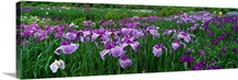 Iris Garden Nara Japan