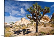 Joshua Tree With Shadow