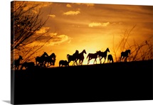 Kentucky, horses running, sunset