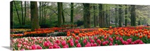 Keukenhof Garden Lisse The Netherlands