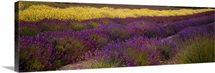 Lavender and Yellow Flower fields, Sequim, Washington