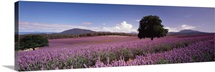 Lavender Farm Nabowla Tasmania Australia