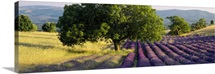 Lavender flowers in a field, Drome, Provence, France