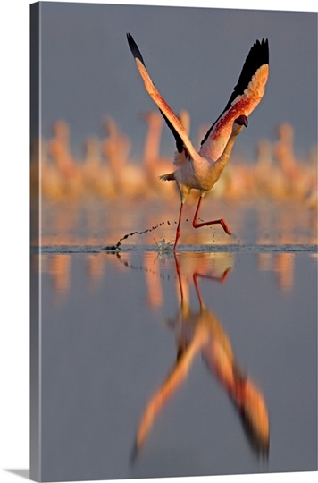 Lesser Flamingo (Phoenicopterus Minor) preparing to take off in flight, Lake Nakuru, Kenya