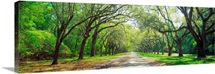 Live Oaks and Spanish Moss Wormsloe State Historic Site Savannah GA