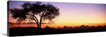 Lone Tree Debre Damo Ethiopia Africa