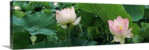 Lotus blooming in a pond