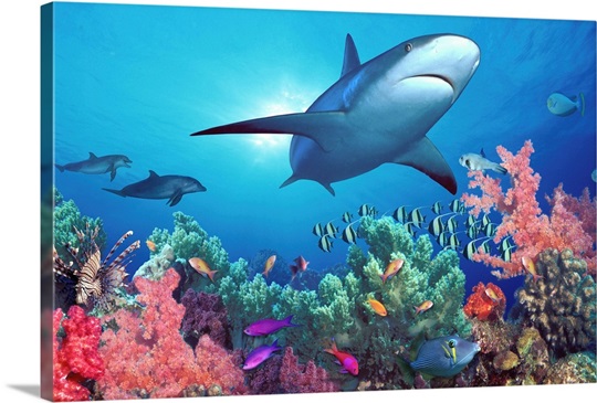 Low angle view of a shark swimming underwater, Indo-Pacific Ocean