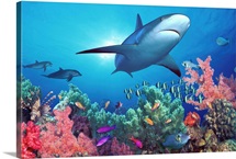 Low angle view of a shark swimming underwater, Indo-Pacific Ocean