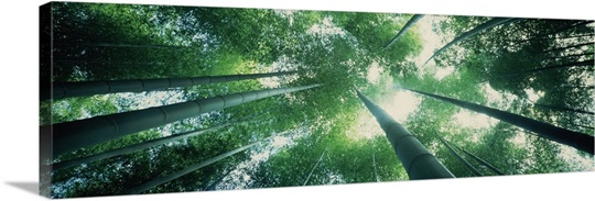 Low angle view of bamboo trees in a forest Sagano Kyoto City Kyoto Prefecture Honshu Kinki Region Japan