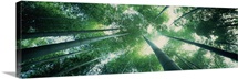 Low angle view of bamboo trees in a forest Sagano Kyoto City Kyoto Prefecture Honshu Kinki Region Japan
