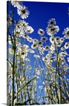 Low-Angle View Of Blooming Wildflowers